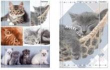 Школьные файлы и папки Starpak Folder with elastic A4 cats (278515)